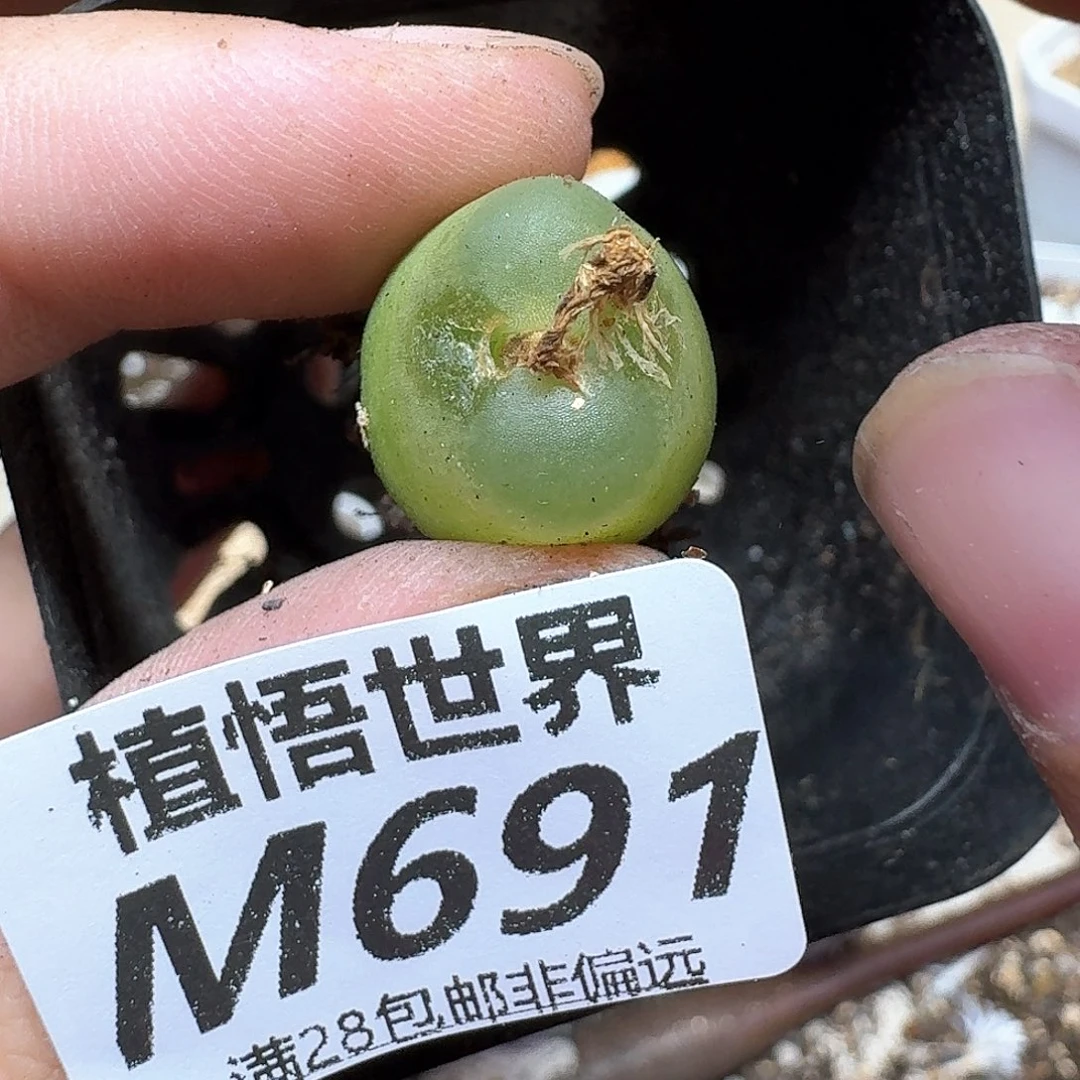 多肉植物的润泽和f
