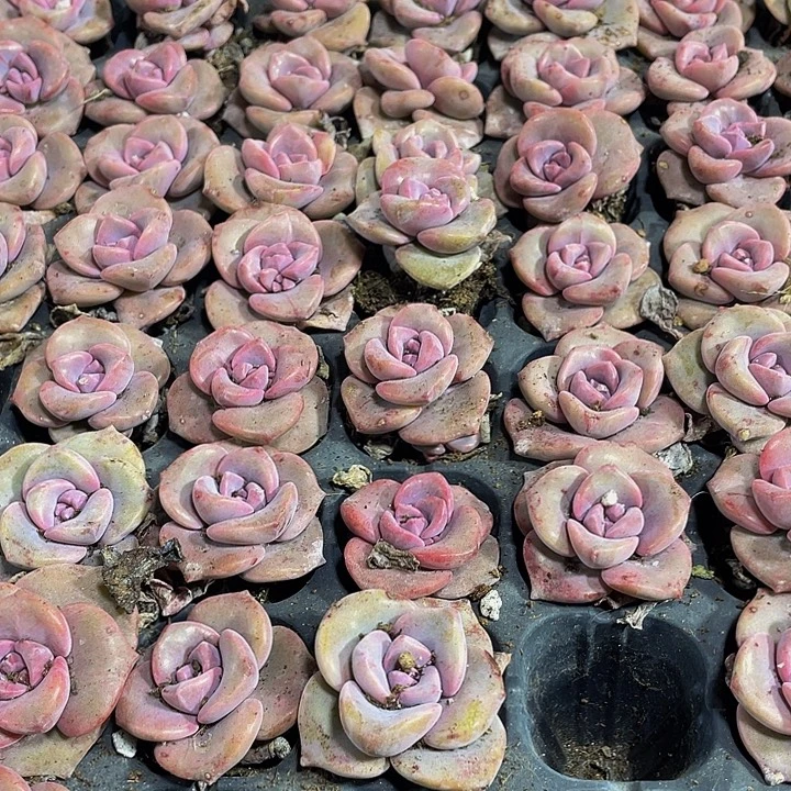 小彩虹糖1元带土发货