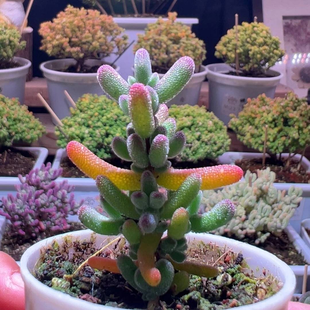 512冰冰虾一物一拍包开箱