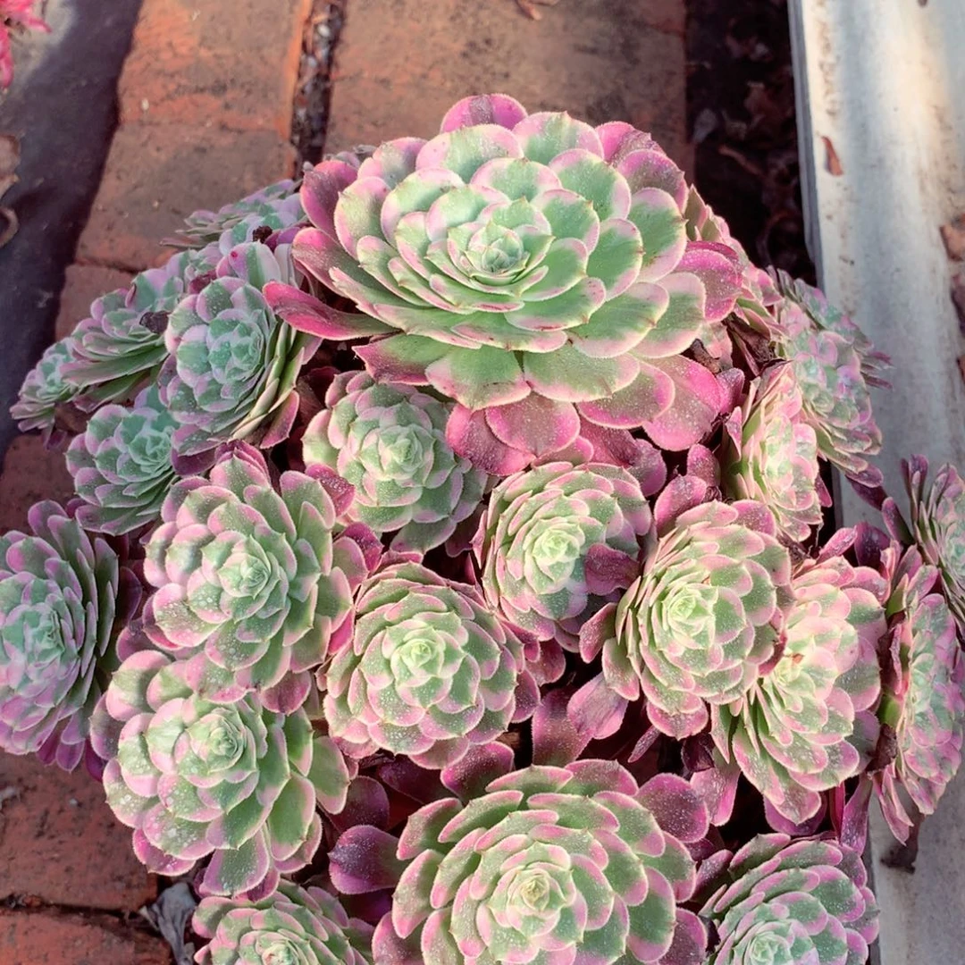 霁月捧花，多肉植物