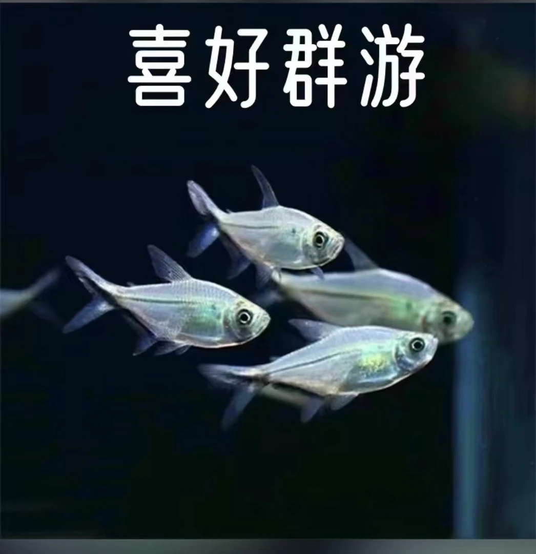黑尾大勾小型热带观赏鱼适合草缸混养群游 精品黑尾大勾