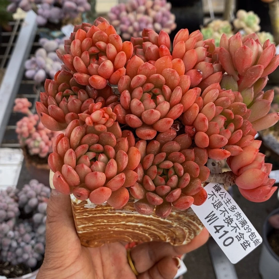 大****见红宝石410/10cm有砍