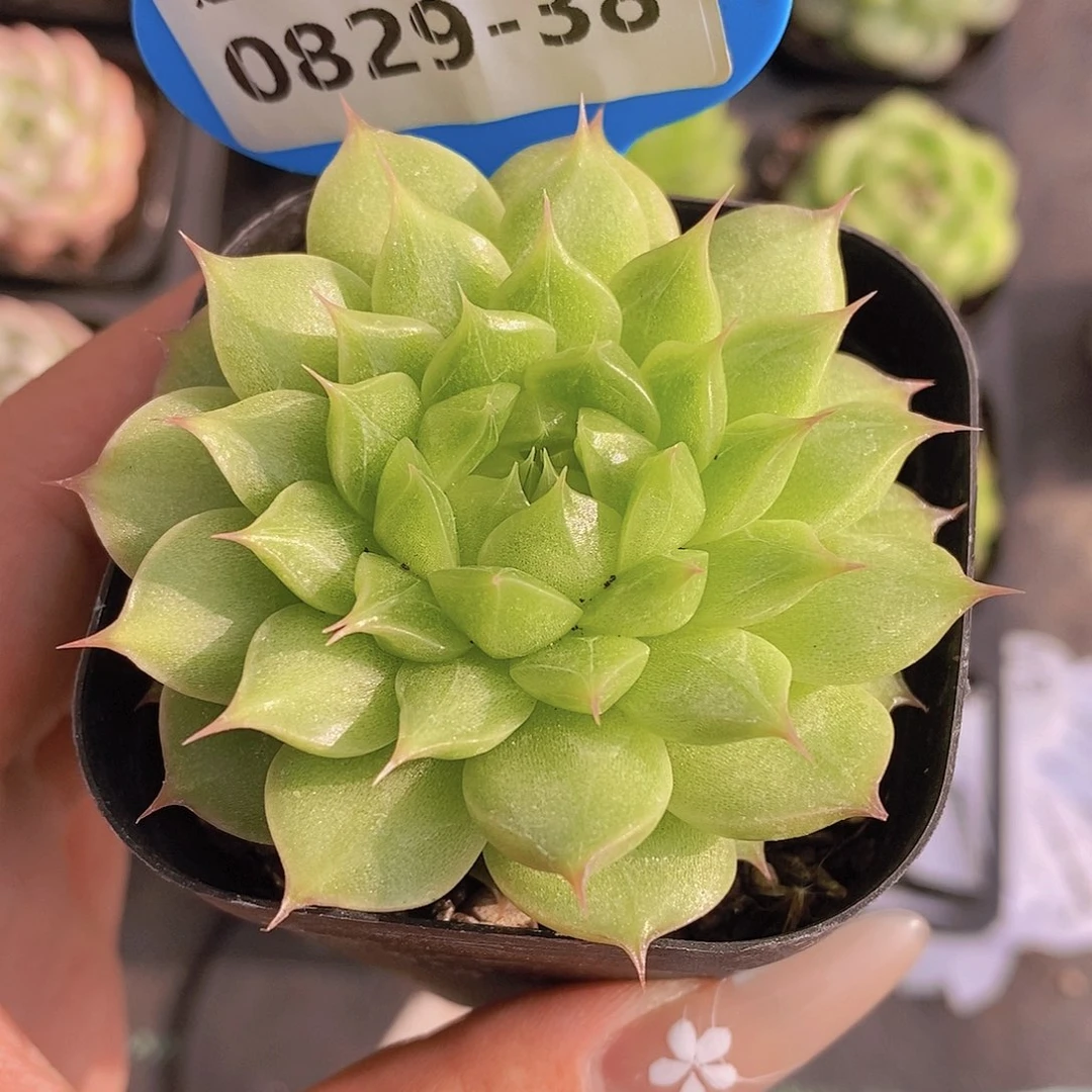 0829-38-孤品长睫毛珍妮一颗一物一拍
