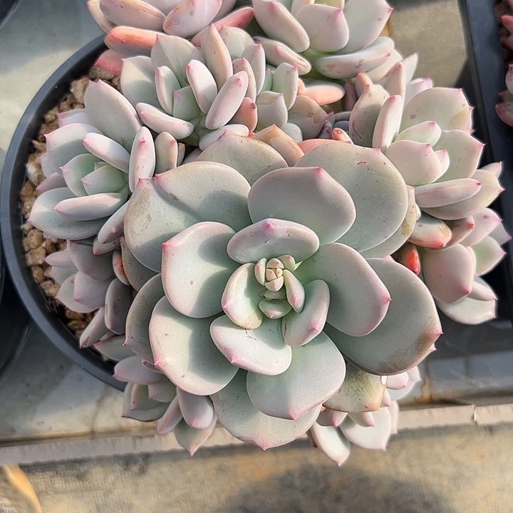 美人自然群1111111