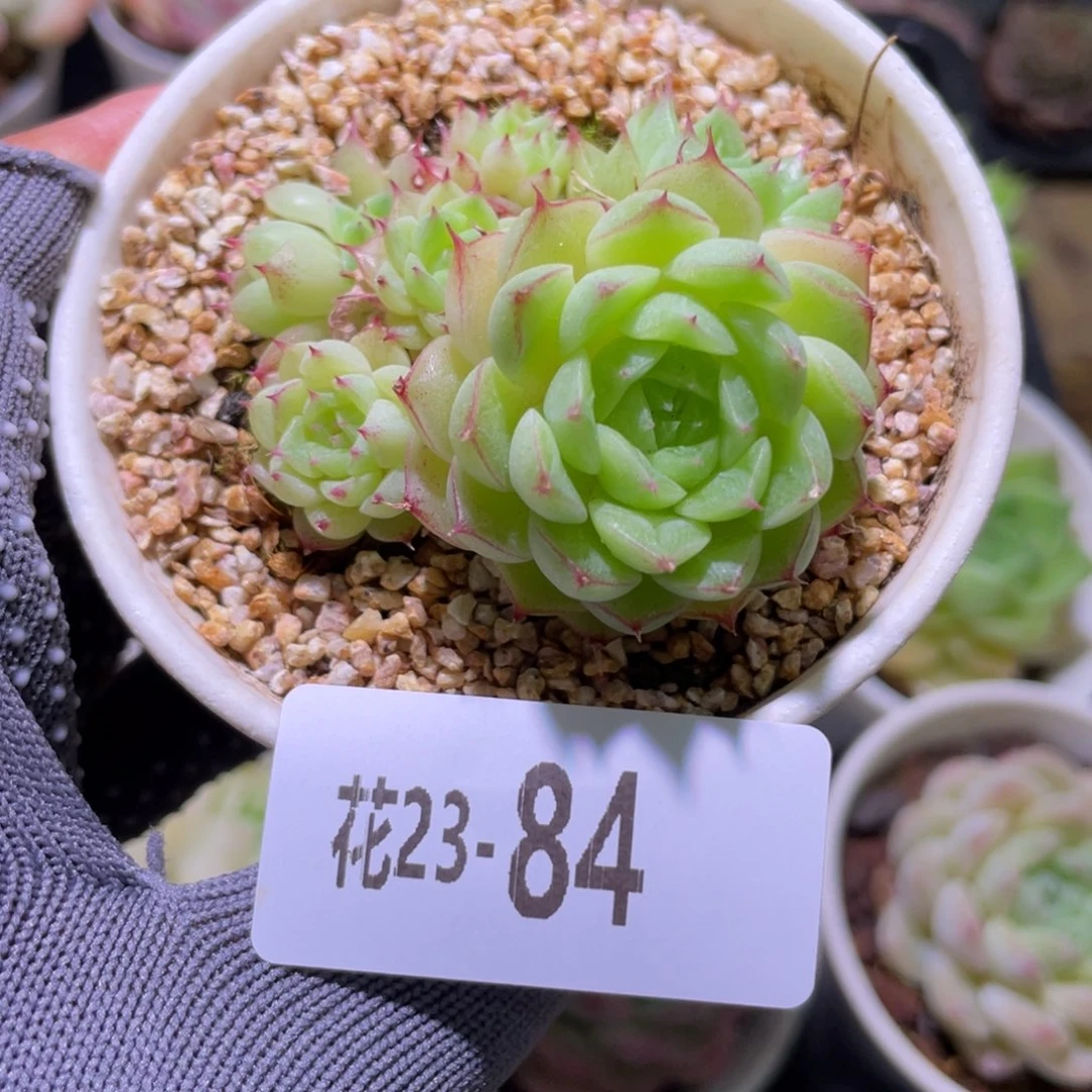 花利美 23-84海王