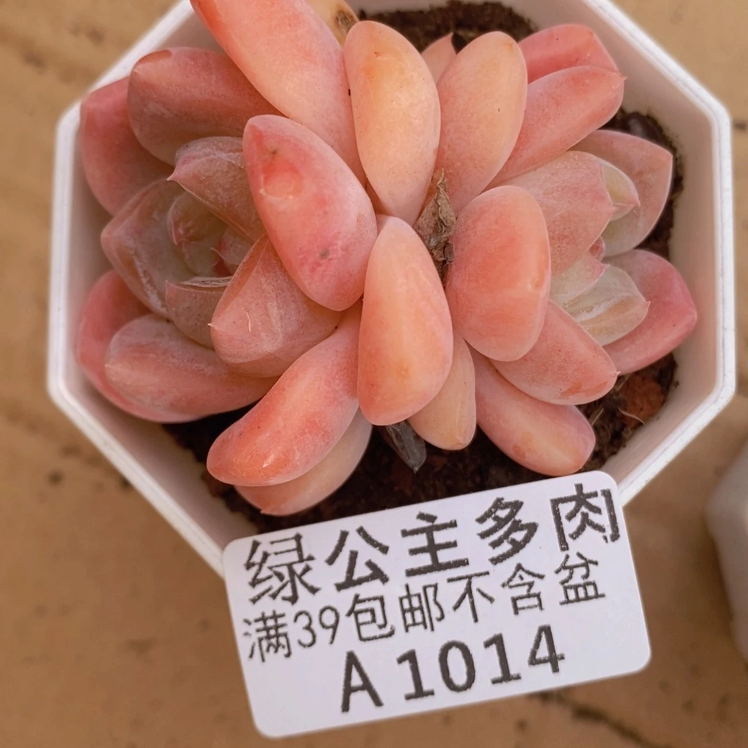 冰冰6cm1014多肉植物