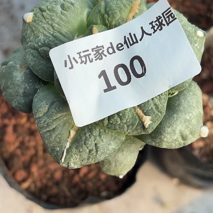 用***3100 草球嫁接仙人球