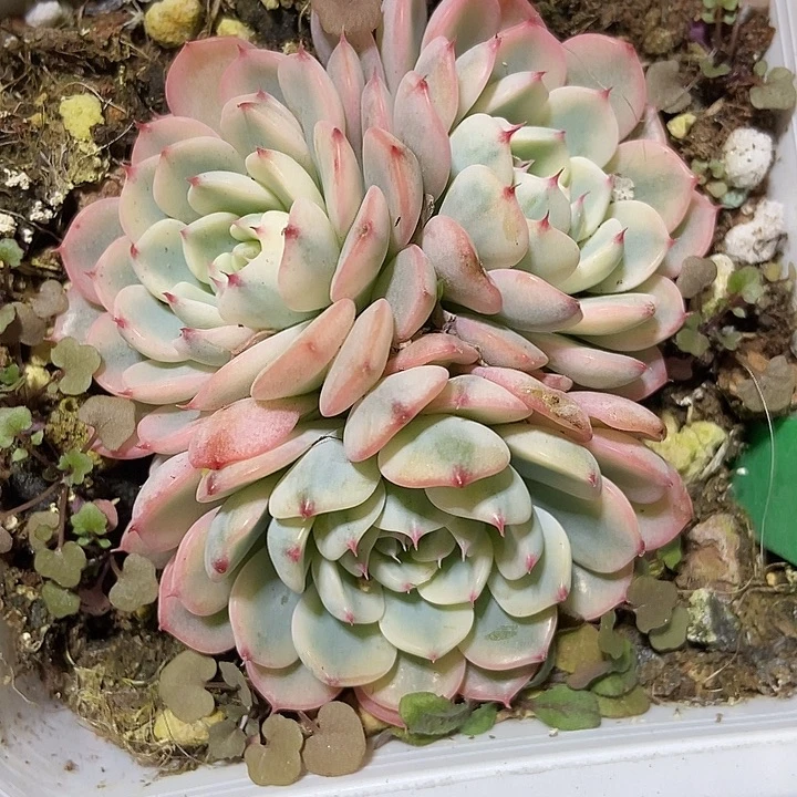 多肉植物姬恋锦993