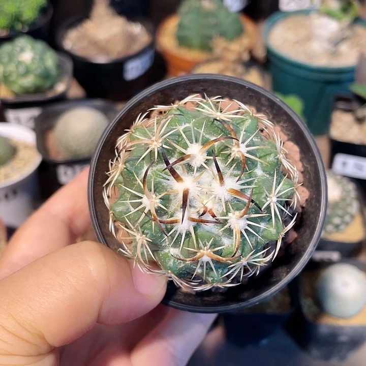 189实生钢钉仙人球