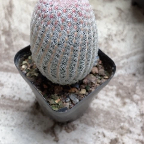 红太阳仙人球3米仙人球