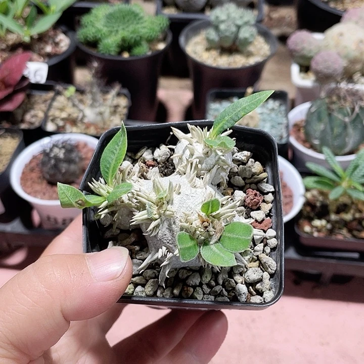 八*香563惠比大黑块根