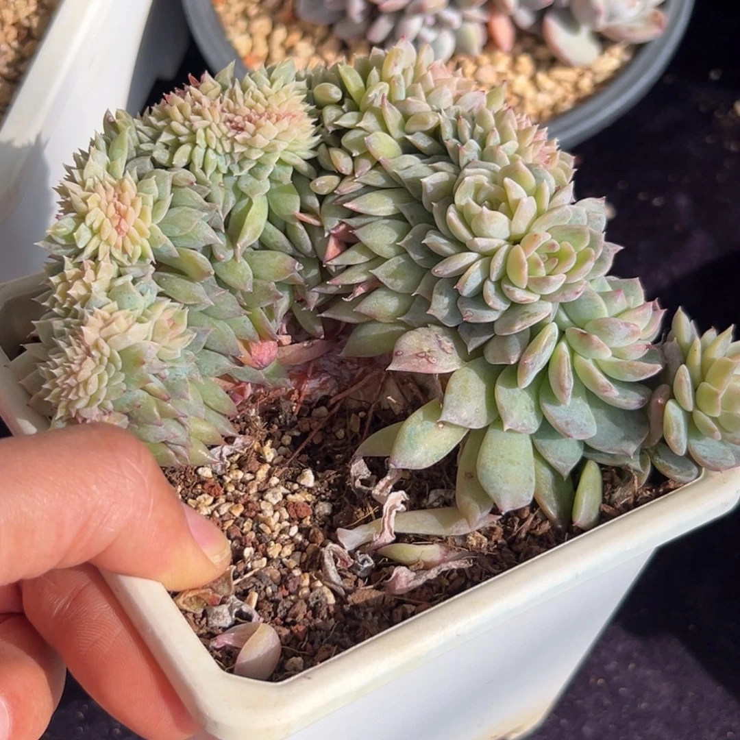 新年快乐 新年快乐 新年快乐新年快乐