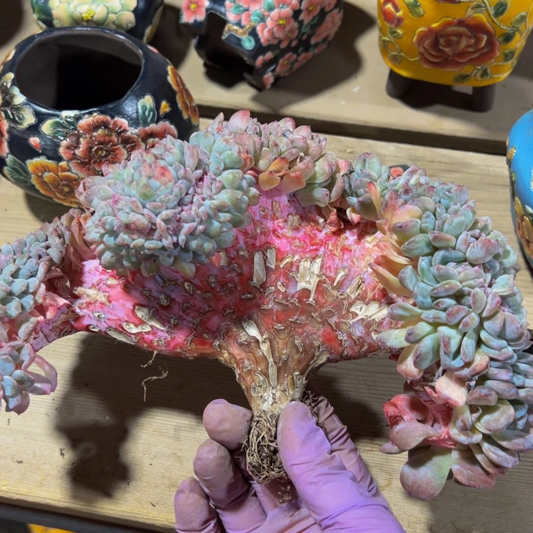 粉钻 新年快乐 新年快乐