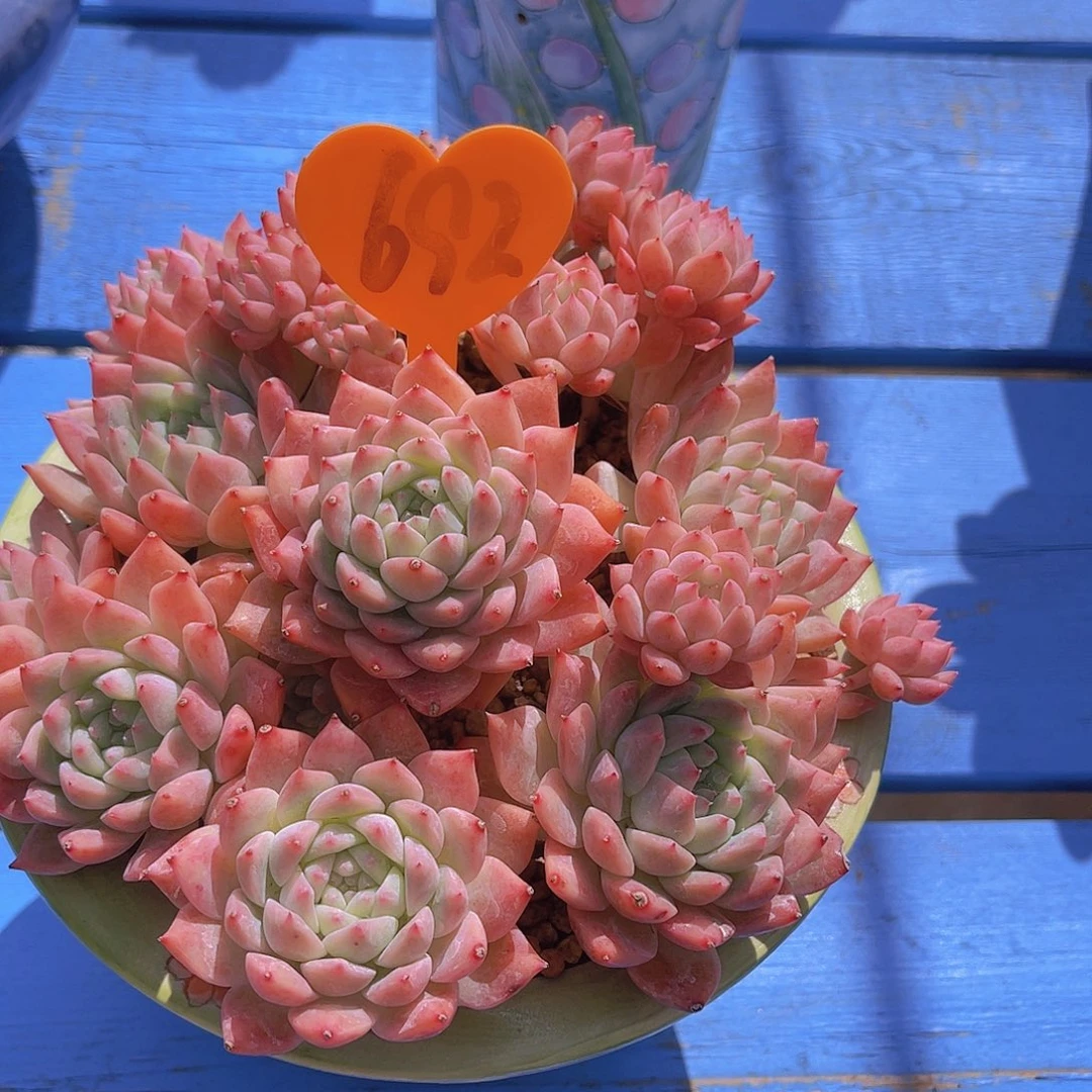 ?****692号多肉植物一物一拍