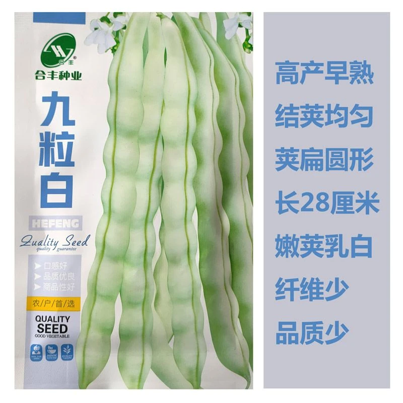 九粒白种子一芸豆种籽白不老来少豆角四季菜豆无筋架豆白芸豆种孑