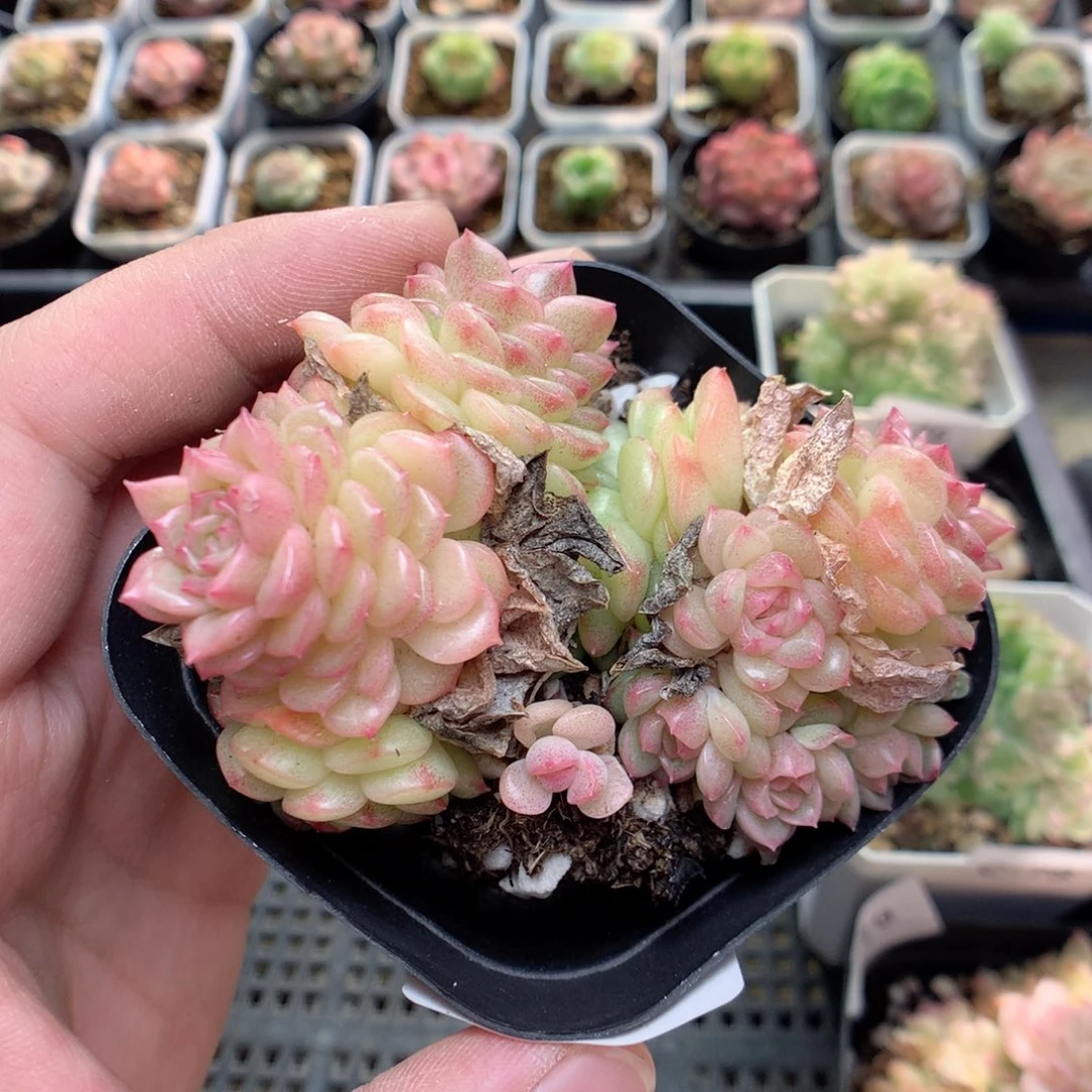 C80珍珠韩麦两群