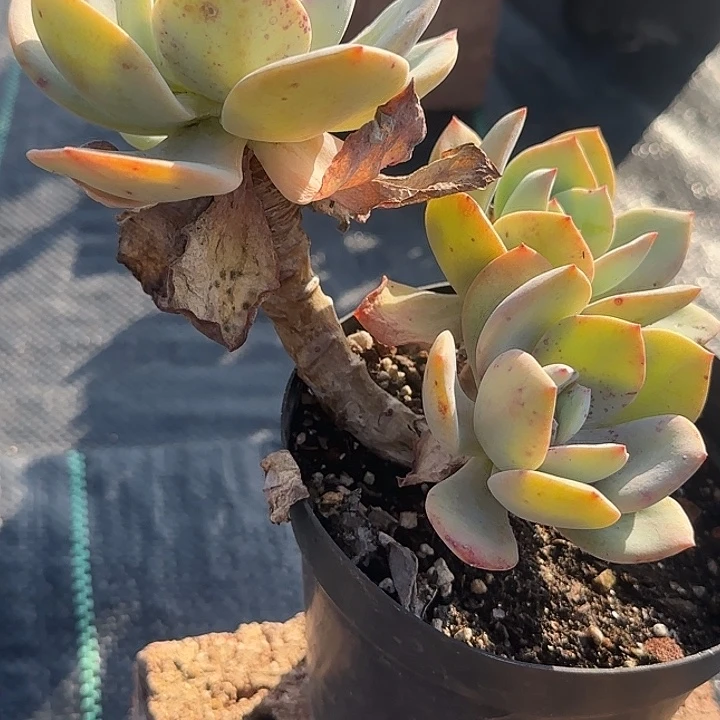 ❣️****390有瑕不售后脱土发货不退不换