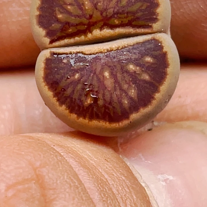函***式505岛田红窗菊优选