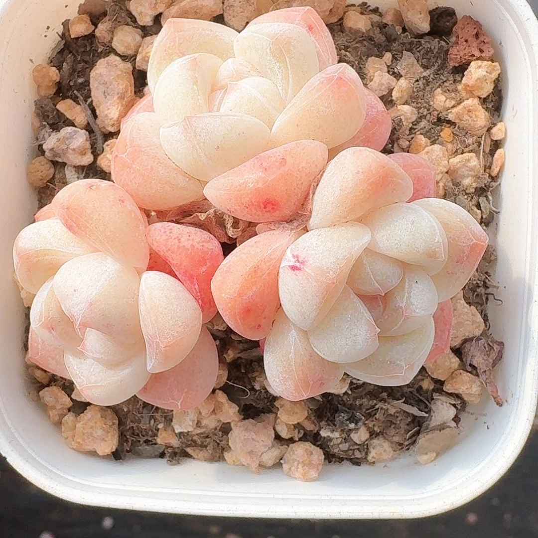 多肉冰玉群生老桩3头