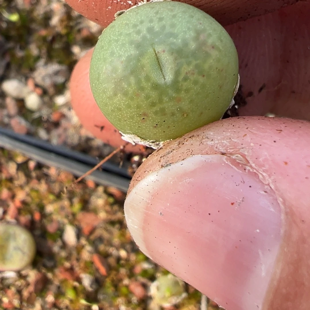 16-180吕毛杂多肉植物，