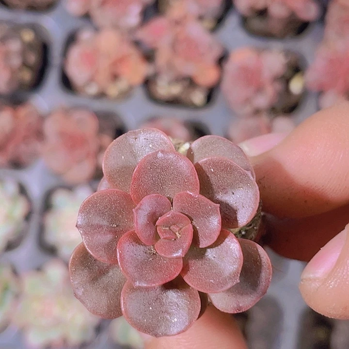 巧克力方砖【满10颗包邮】