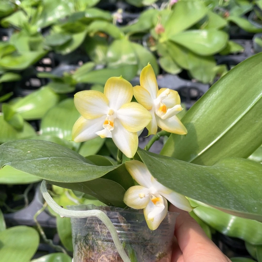 大部分开放少量花苞【小清新】！浓香