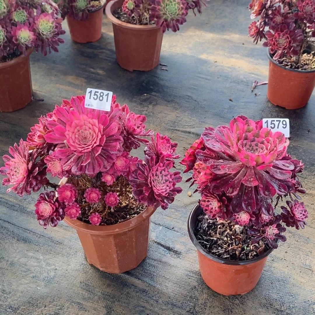 遇*红铜白15791581多肉1111有多头