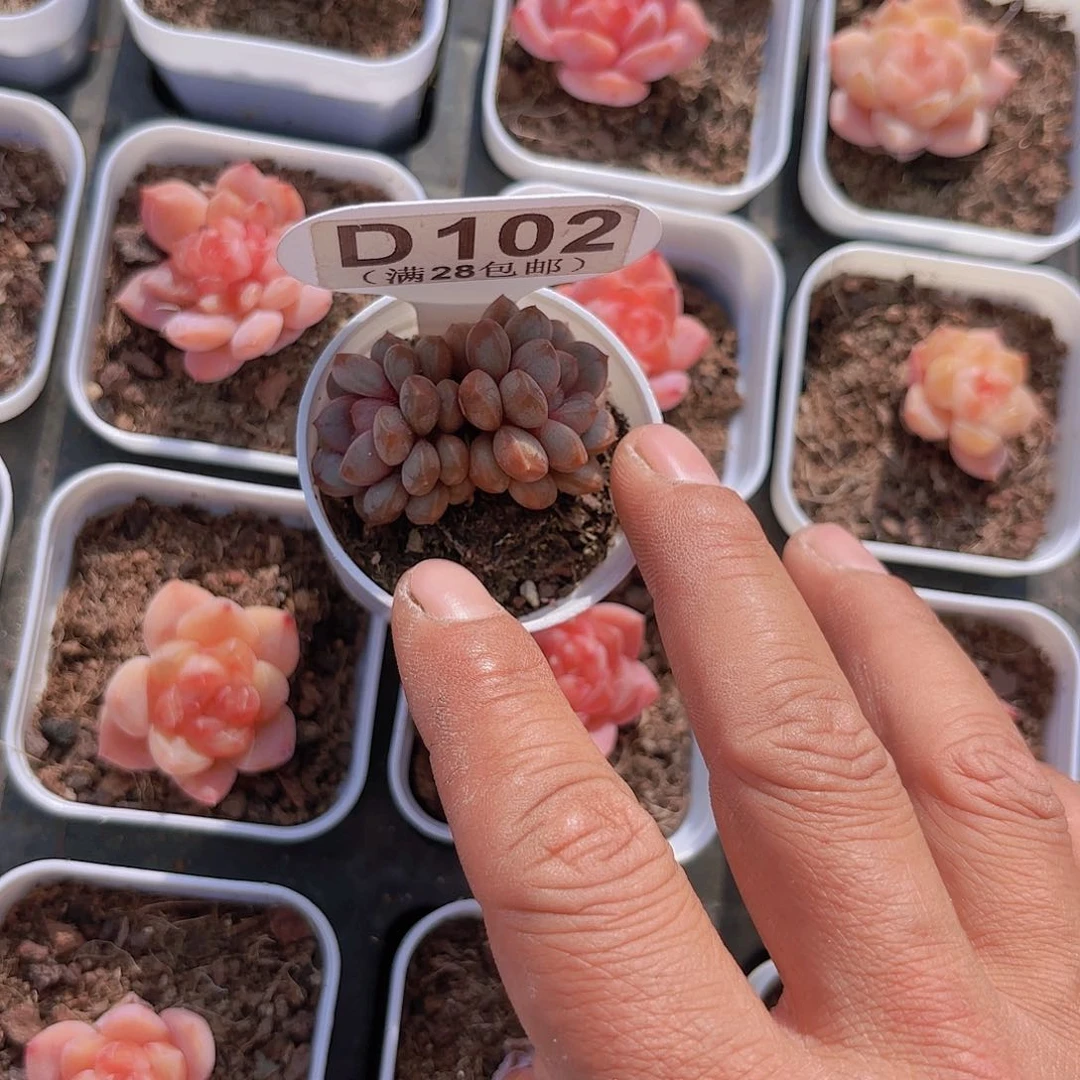 D102葡萄一物一拍