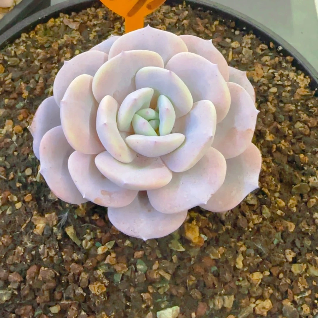 s****e833多肉植物一物一拍