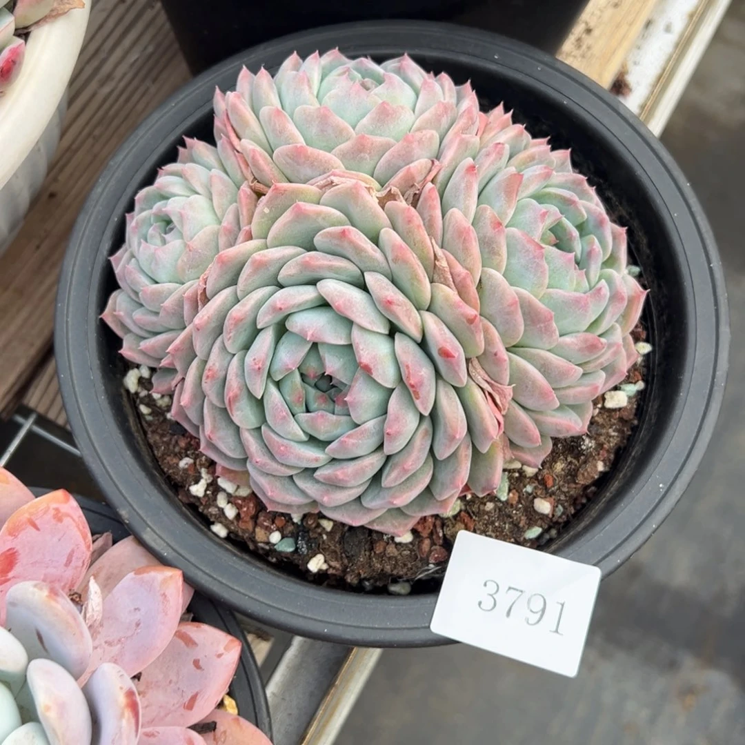 藍****m3791肉肉肉肉肉肉肉