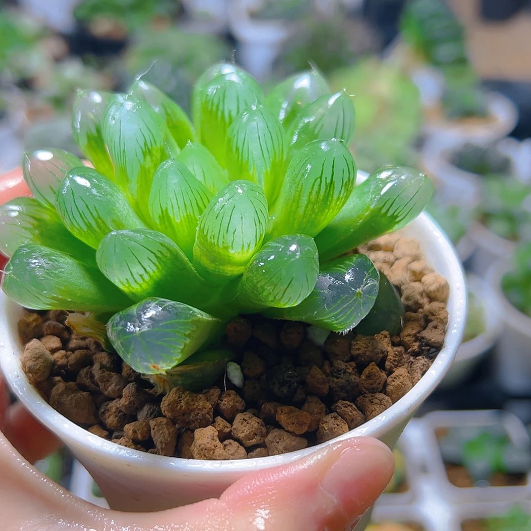 5948多肉植物一颗多肉