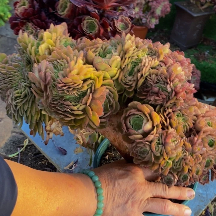 养***手不开花植物112号万圣节➕欧紫缀化