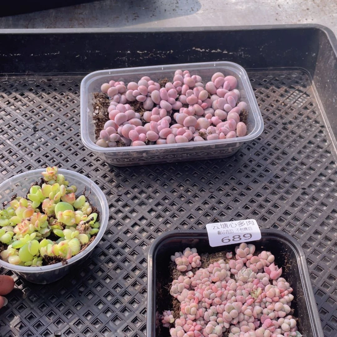 云糖心多肉植物689