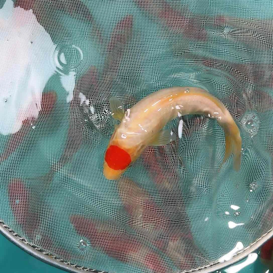 锦鲤渔悦锦鲤三选丹顶一尾