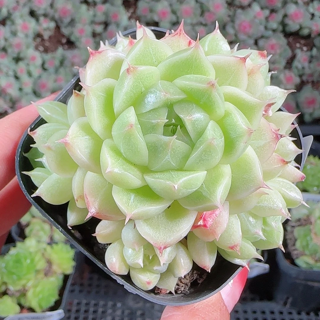 0919-95麦秆优选不包整
