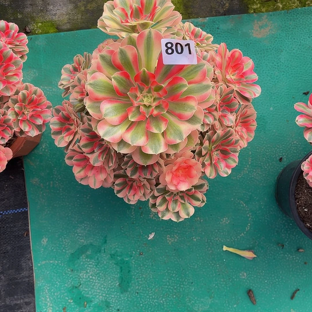 易***易多肉女巫00000801