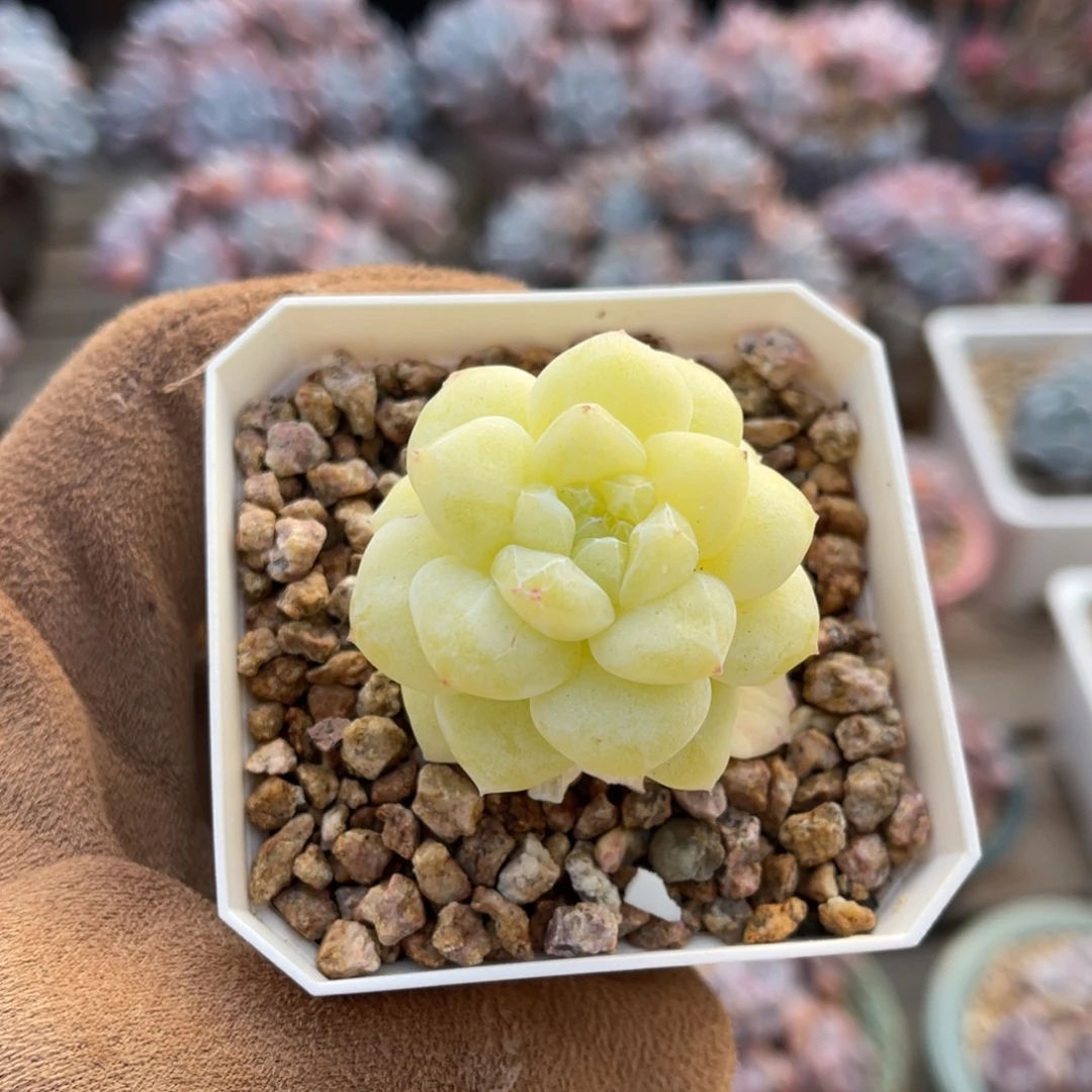 冰玉石化锦一物一拍