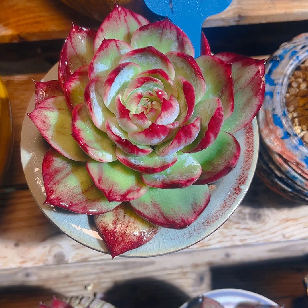 嘟****里惊鸿仙子一物一拍733号