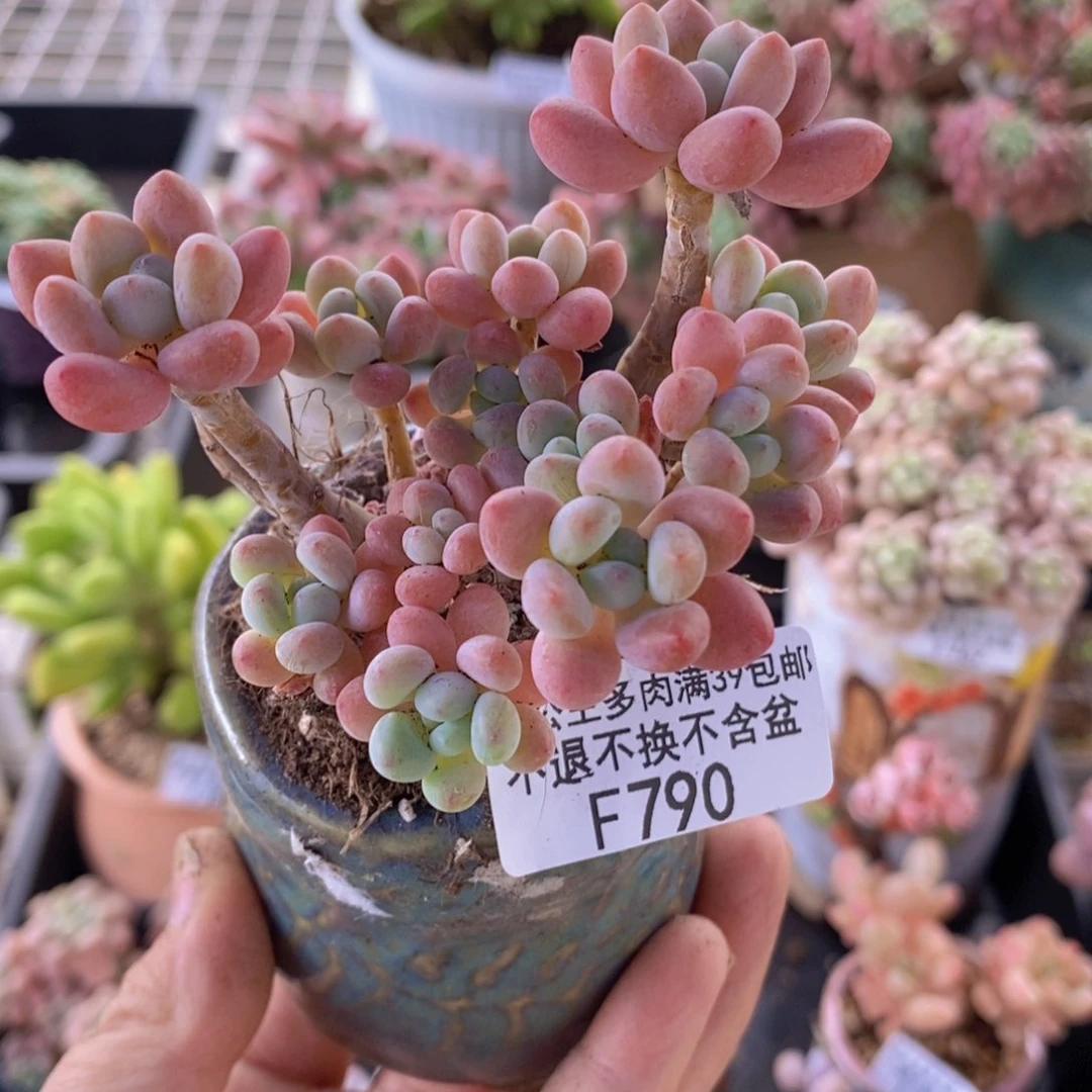 鱼子酱6cm790多肉植物