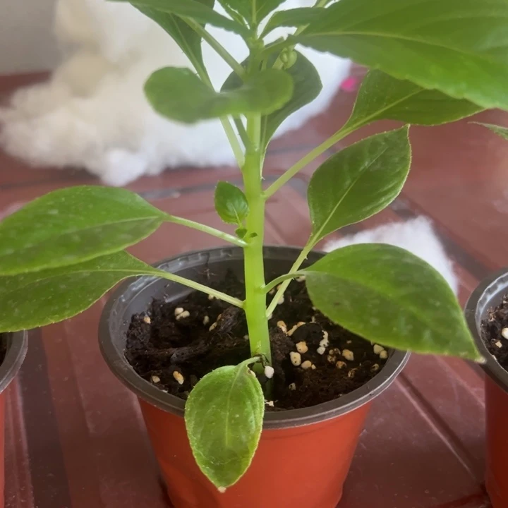 当前无花栽培后可以开花