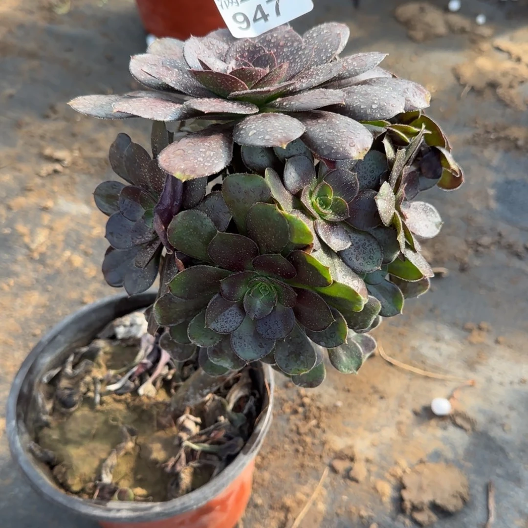 炫彩圆叶947满28包邮断枝不包