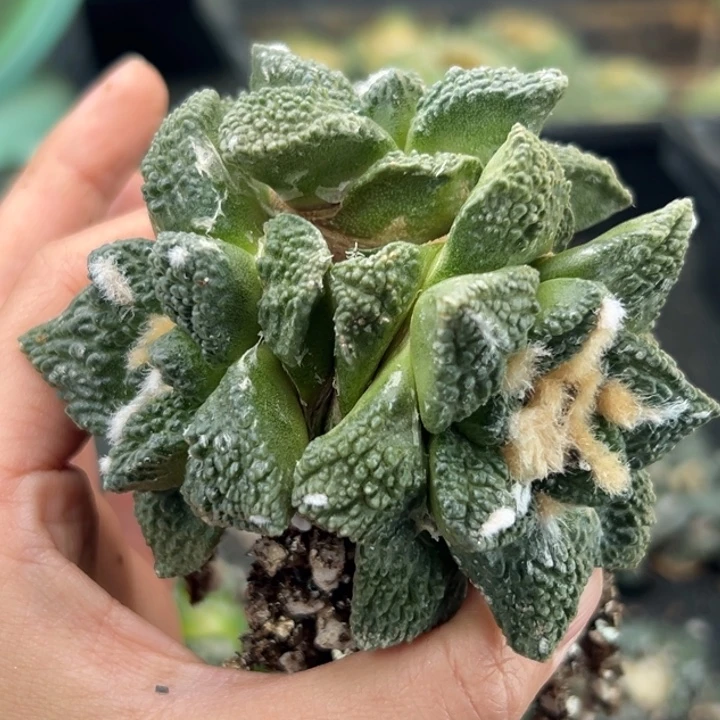 142 脱土带根发货