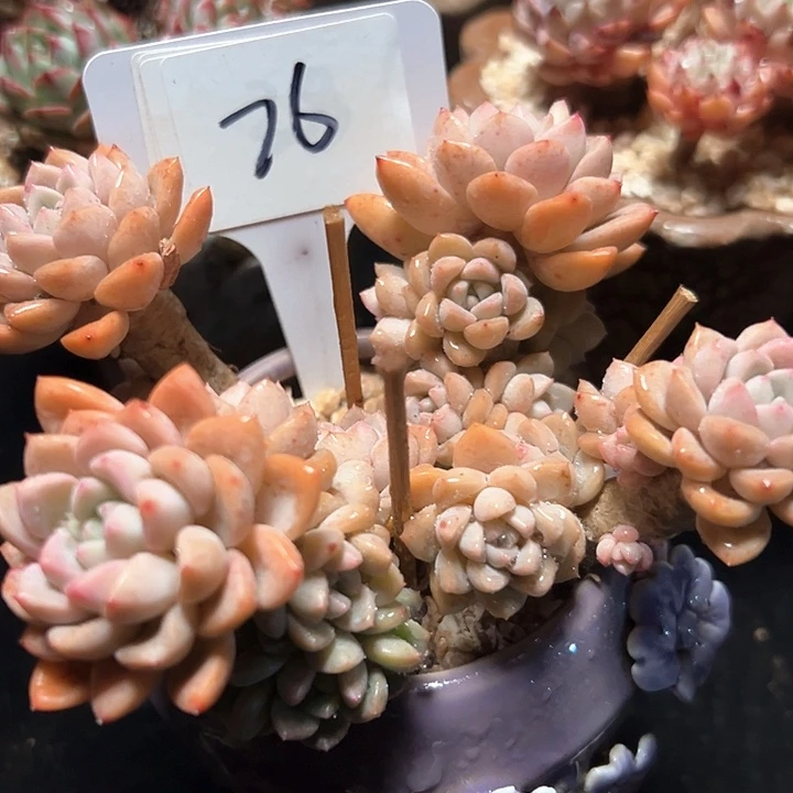 26号白露变异体。