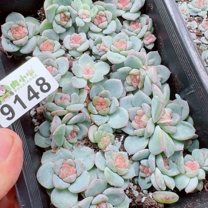 浅***浅多肉植物多肉植物