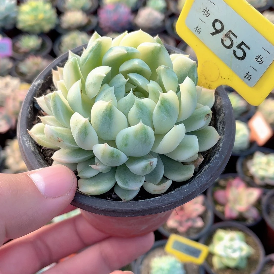 香草月影锦955号多肉