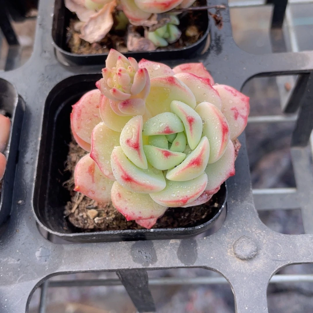 香草多肉9.9包邮发货