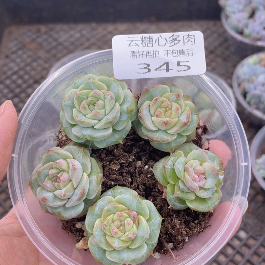 云糖心多肉植物345