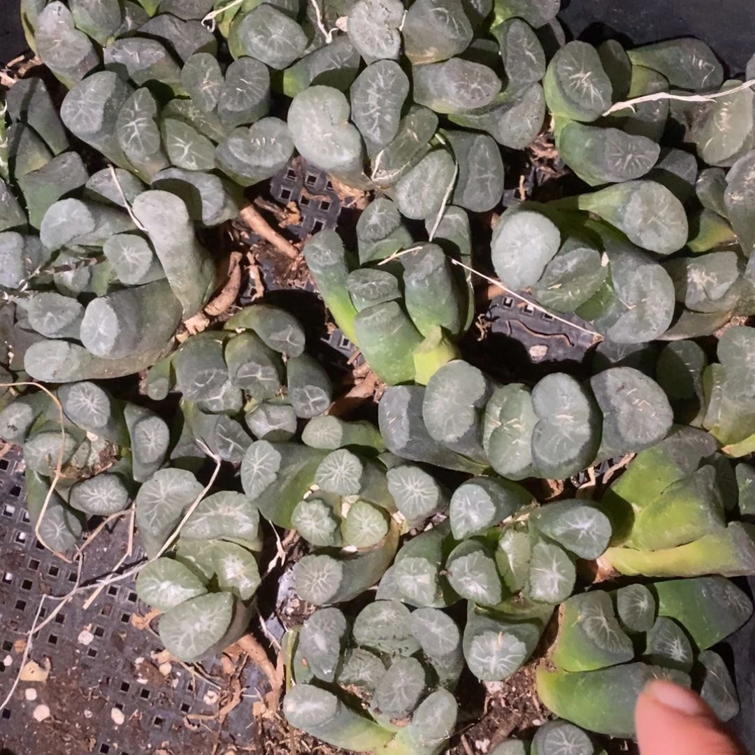 410 一颗超大实生万象 超级福利