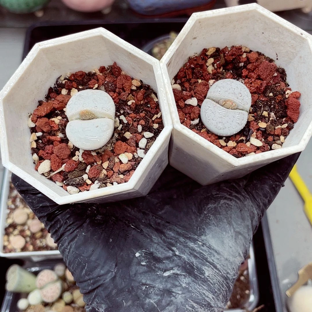 生石花满18包邮0926-33