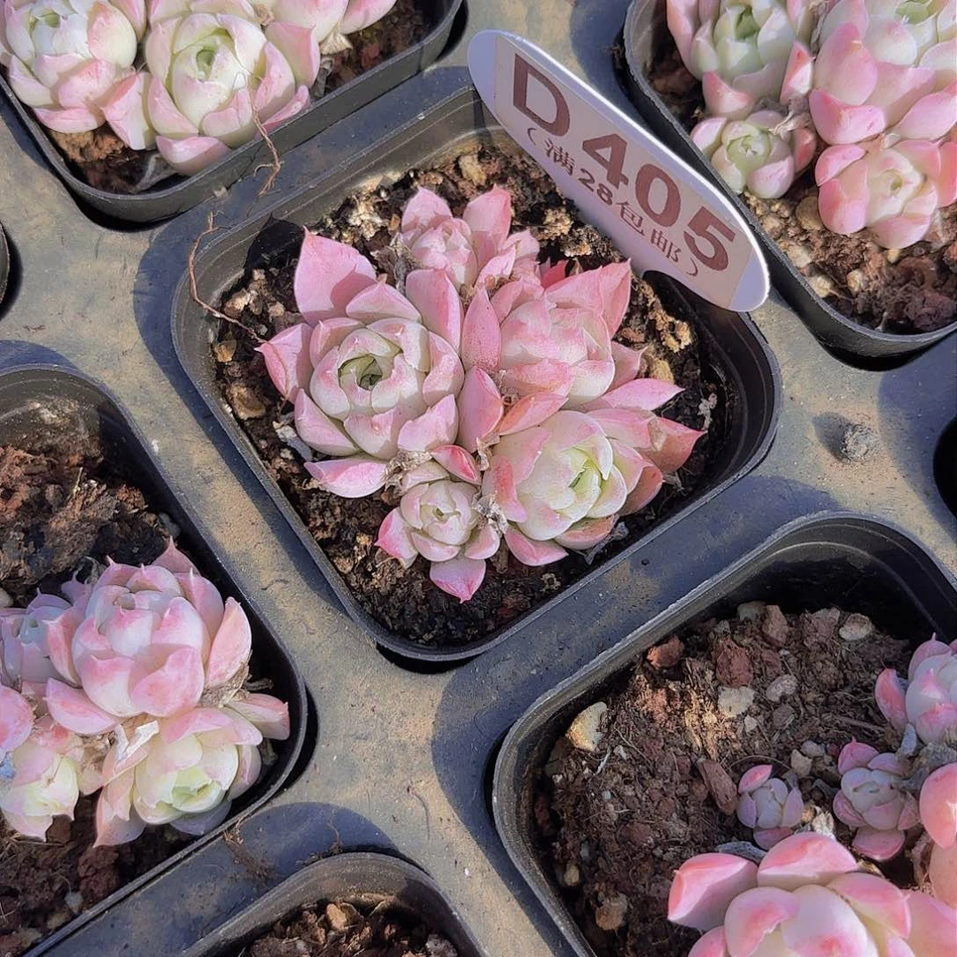 D405沁心群一物一拍